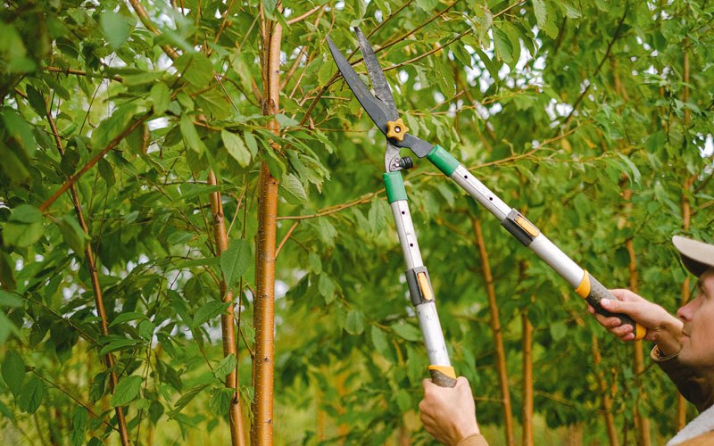 Tree trimming in Paeonian Springs, VA
