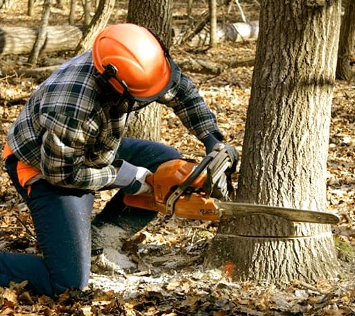 Tree Removal in Paeonian Springs, VA